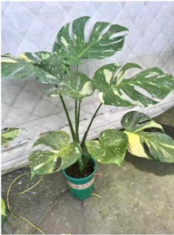 Монстера восхитительная Gold back