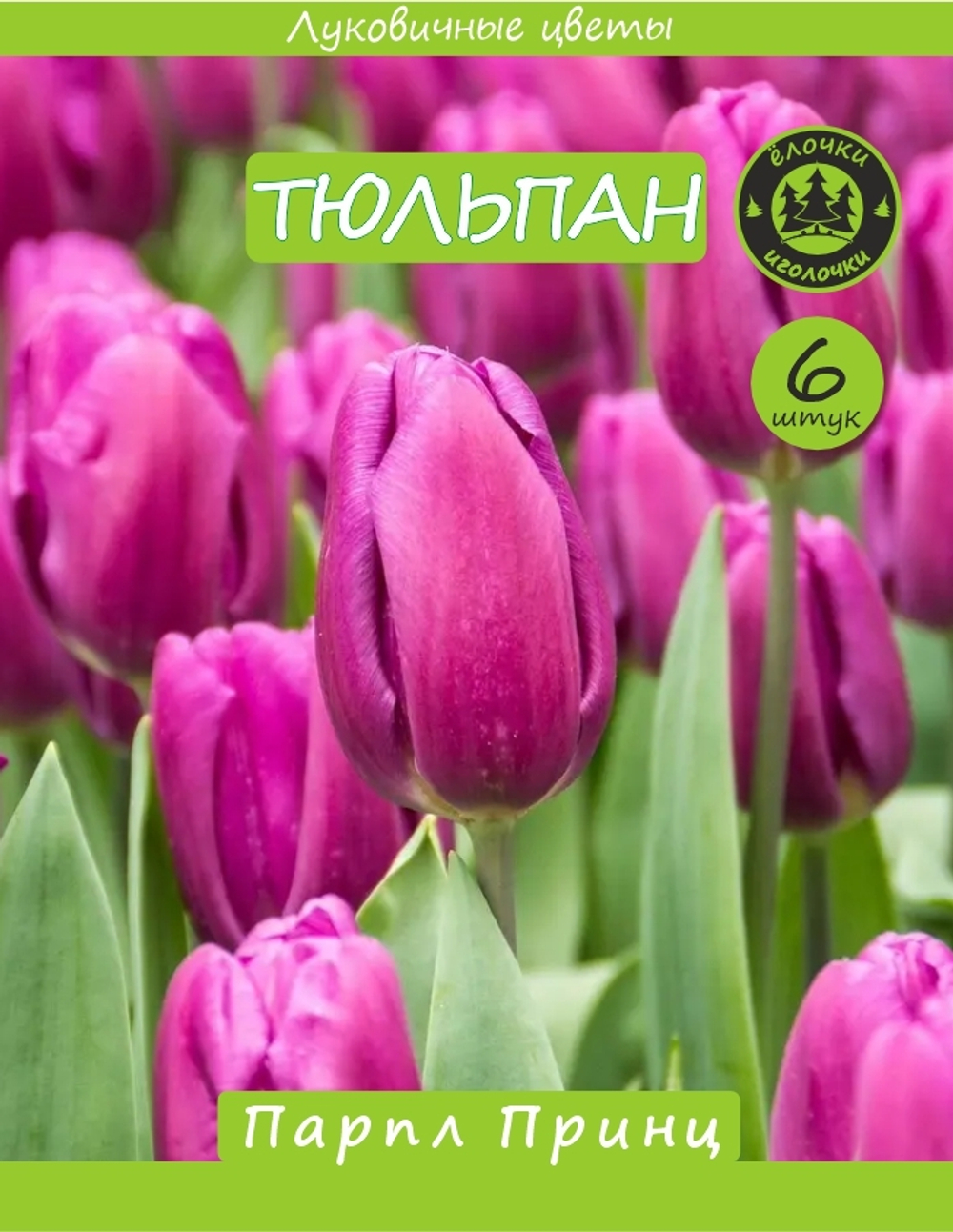 Тюльпан Луковица, Парпл Принц 6шт