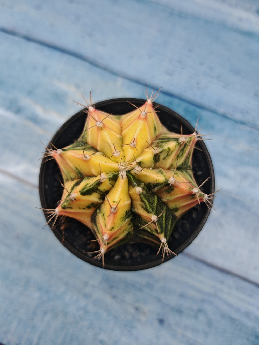 Gymnocalycium Variegata (Гимнокалициум Вариегатный)