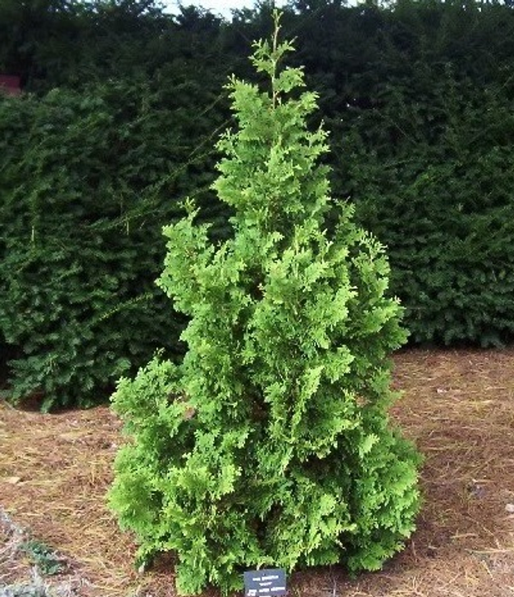 Туя западная Спиралис (Thuja occidentalis Spiralis) р9 август 2026 г