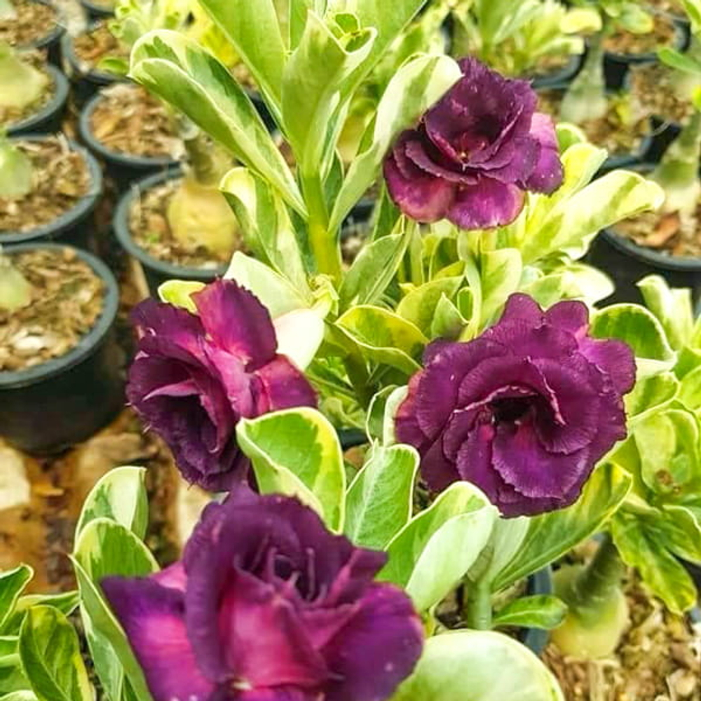 Адениум вариегатный WONDERFUL PURPLE VAR
