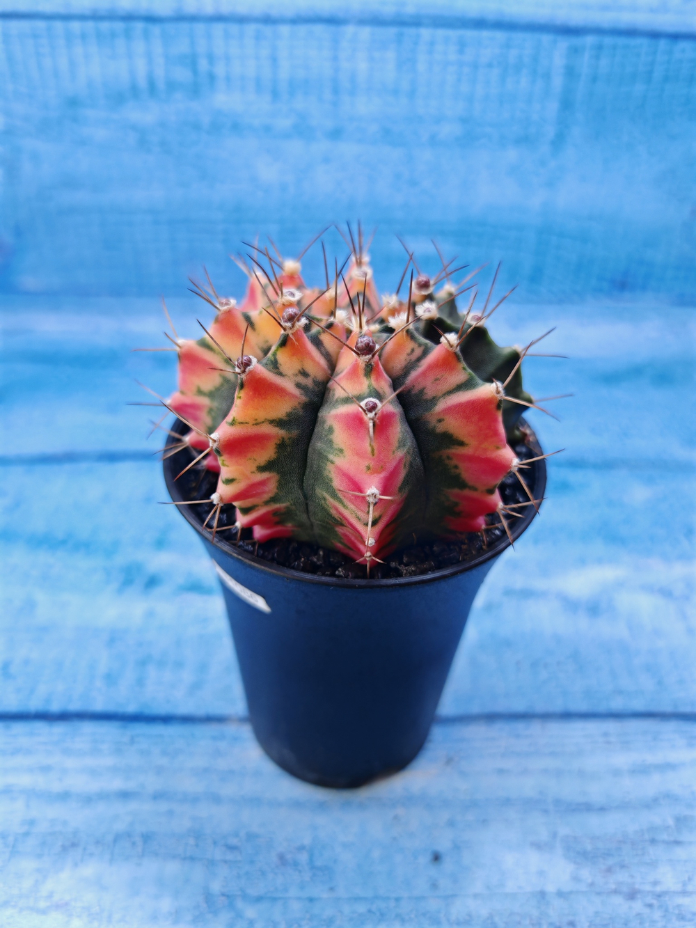 Gymnocalycium Variegata (Гимнокалициум Вариегатный)