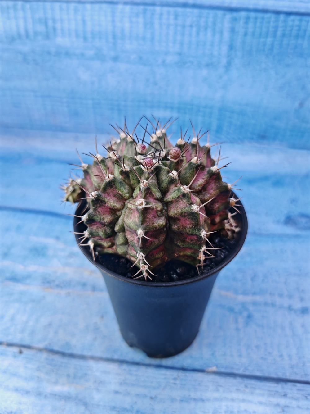 Gymnocalycium T-Rex Pink hybride (Гимнокалициум T-rex)