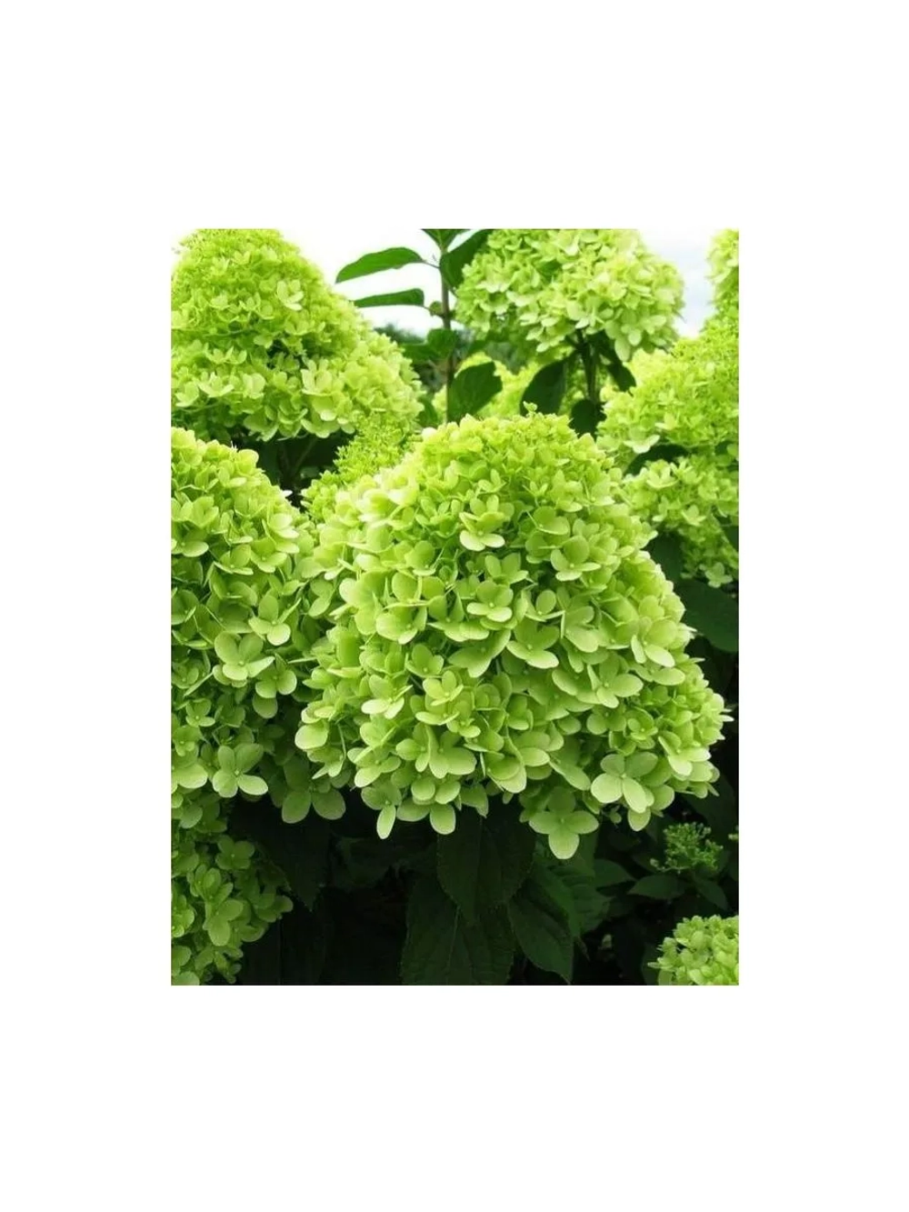 Лайм Лайт гортензия метельчатая