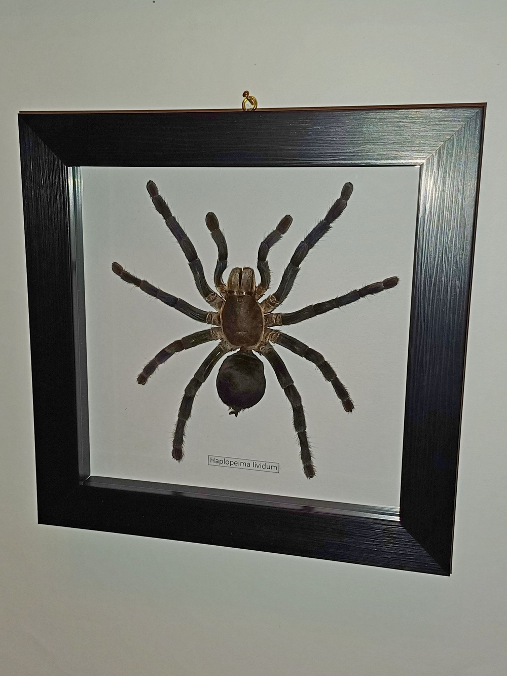 Паук-Птицеяд в рамке