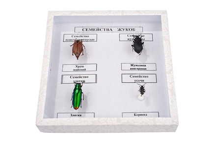 Коллекция энтомологическая "Семейство жуков"