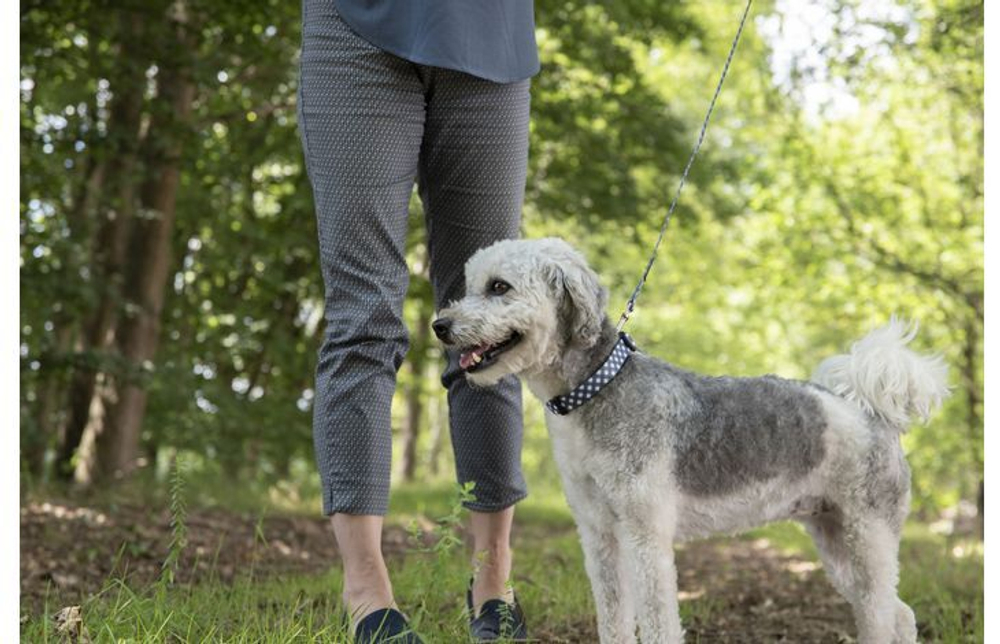 Ошейник SALOME M 40-55 см/ 20 мм, серый/белый, Flamingo