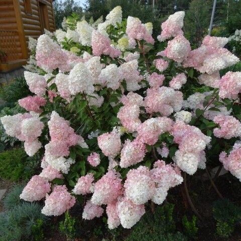 №36 Укорененный черенок Гортензия метельчатая ЛИТТЛ ФРАЙЗ (Hydrangea paniculata «Little Fraise») (ЗКС)