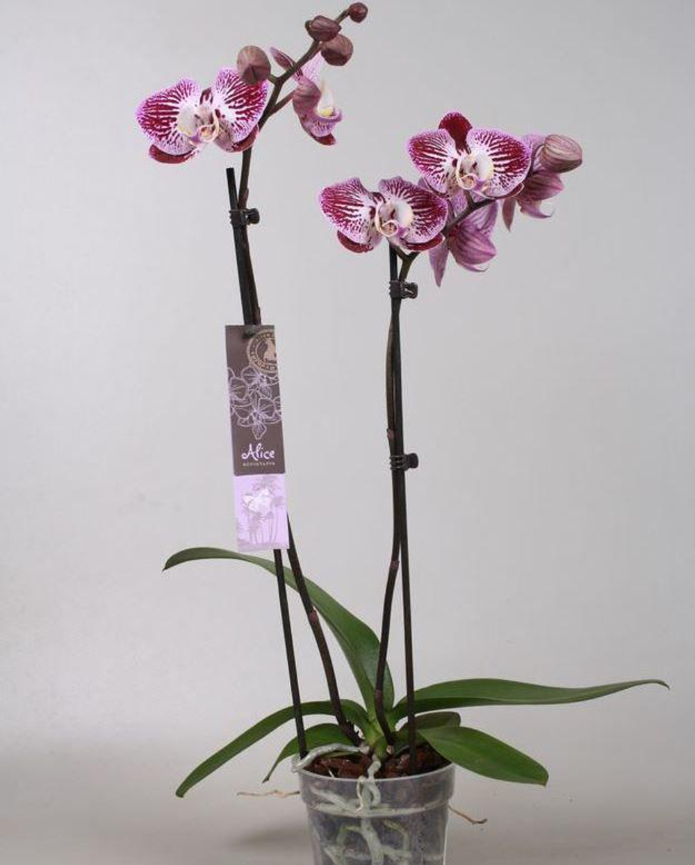 Фаленопсис