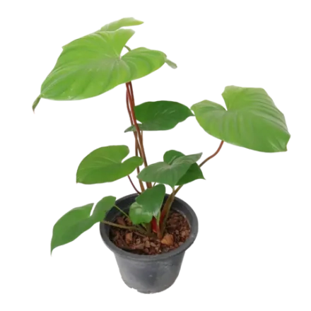 Хамаломена