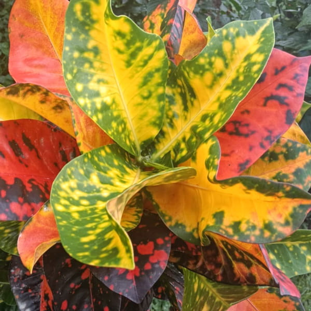 Кротон ORANGE JUICE