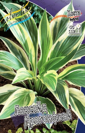 Хоста Лейксайд Драгонфлай