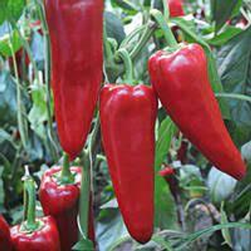 Куртовская Капия Kurtovska Kapia . Перец сладкий