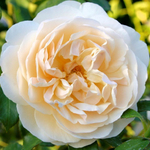 Роза английская Lichfield Angel
