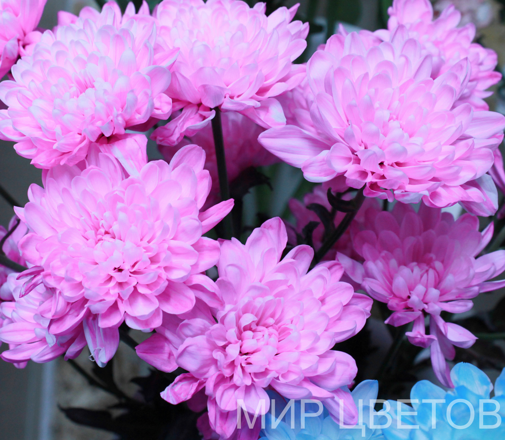Хризантема кустовая Алтай цвет ярко-розовый