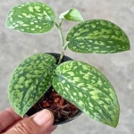 Сциндапсус N2