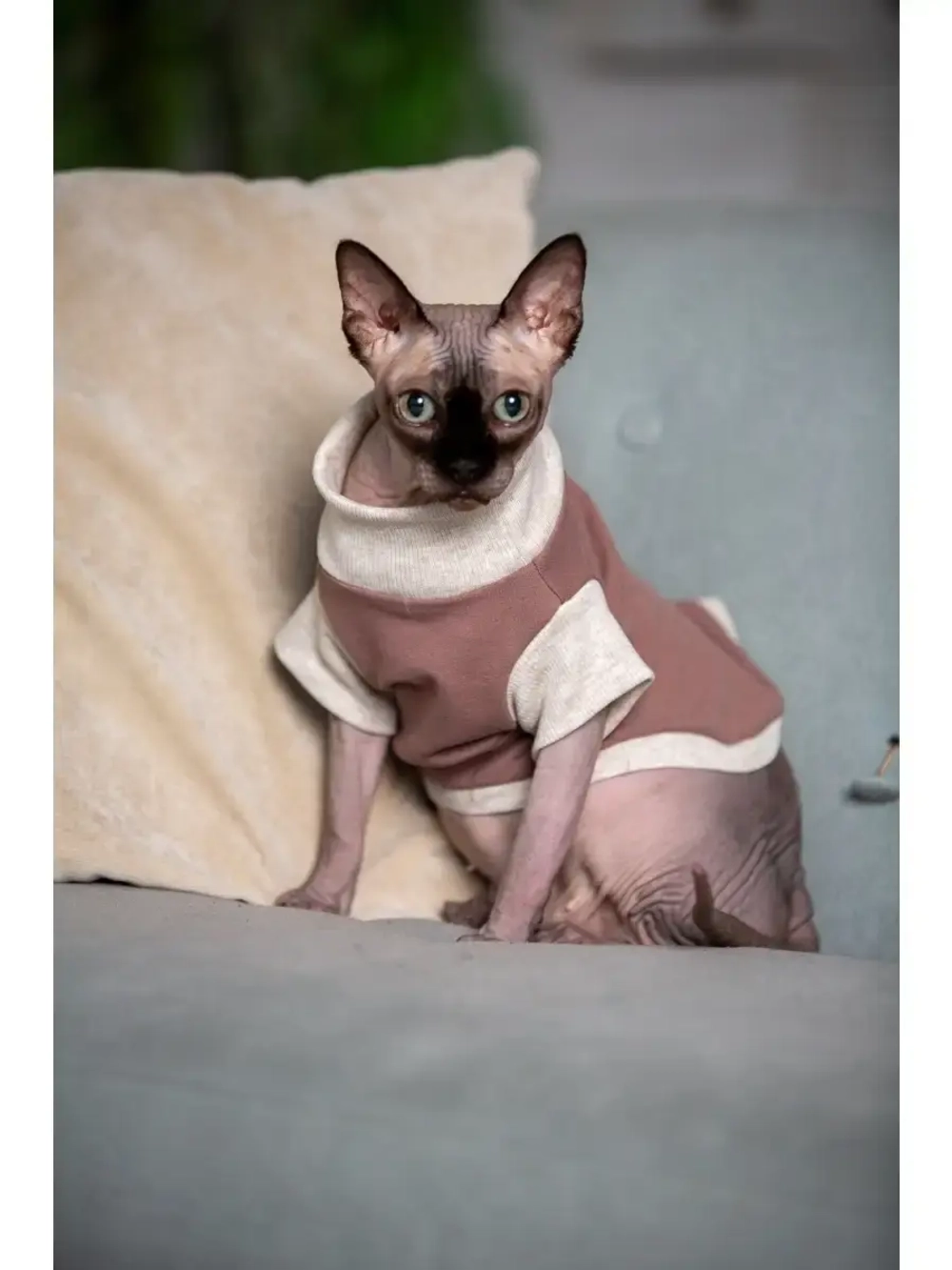 Футболка для собак мелких средних пород и кошек