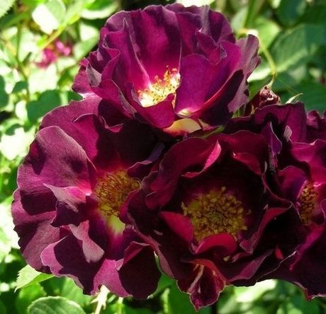 Рут 66 (Route 66)