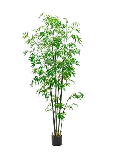 Бамбук (Листоколосник бамбуковый) 210см