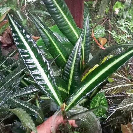 Лабизия BUNGLON