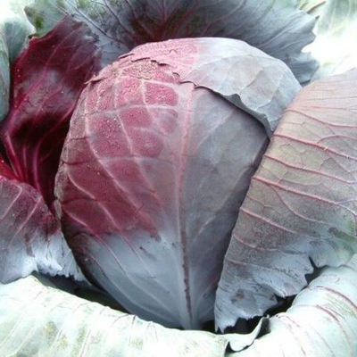 Рексома F1 семена капусты краснокочанной (Rijk Zwaan / Райк Цваан)