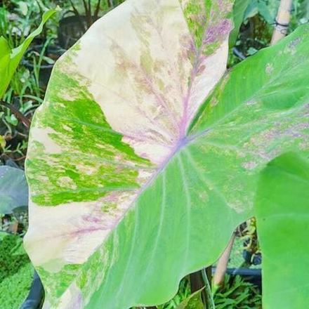 Колоказия PHET SAM YOT