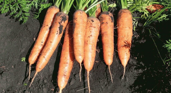 Абледо F1 семена моркови курода/шантане (Seminis / Семинис) – фото 3