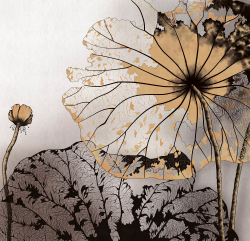 Коллекция Grafika Natura