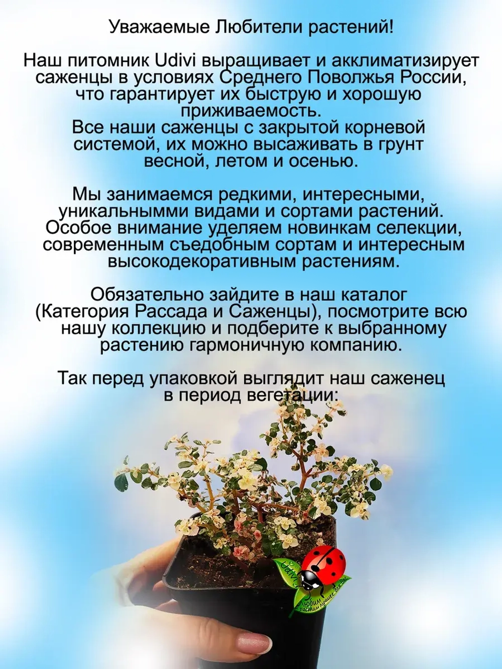 Пилея мелколистная Сакура вариегата