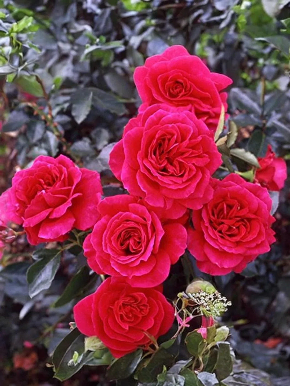 Роза шраб Фетцер Сайра Роуз