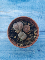 Lithops sp. (Литопсы)