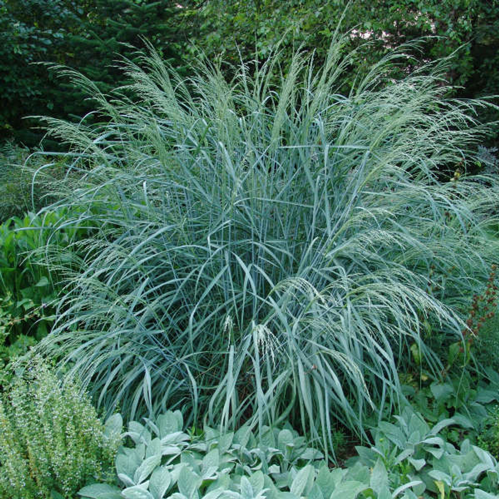 Просо горькое "Dewey Blue". Panicum amarum "Dewey Blue".