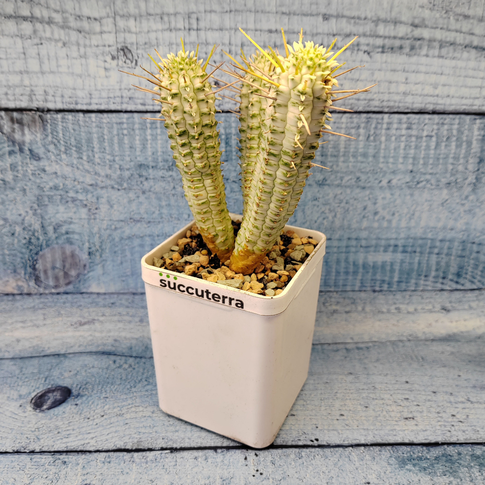 Euphorbia Mammillaris Variegata (Эуфорбия)
