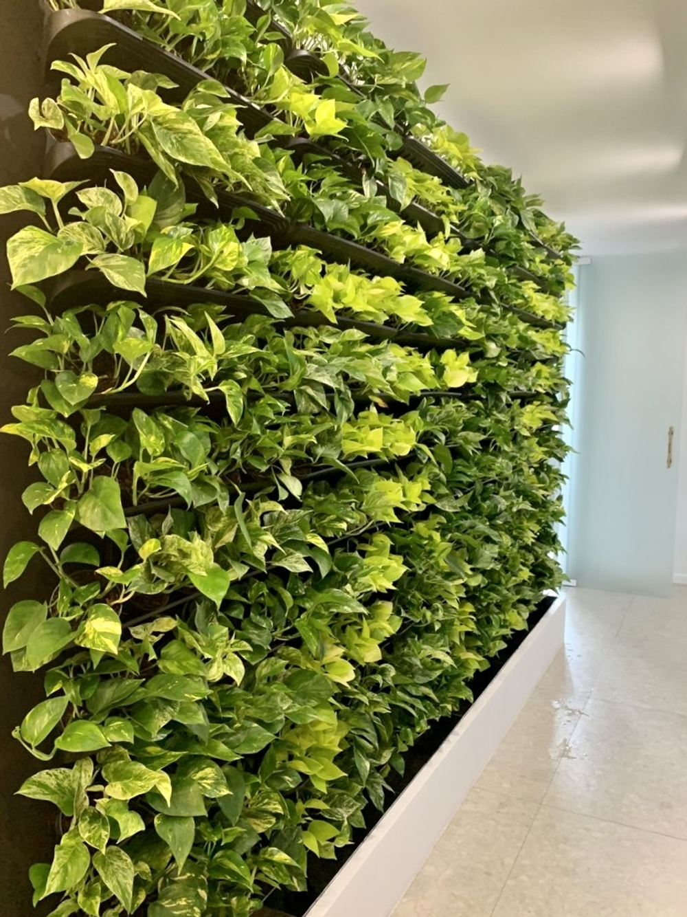 Вертикальное озеленение живыми растениями офисного пространства. В проекте использовалось оборудования "Hydro Bricks"