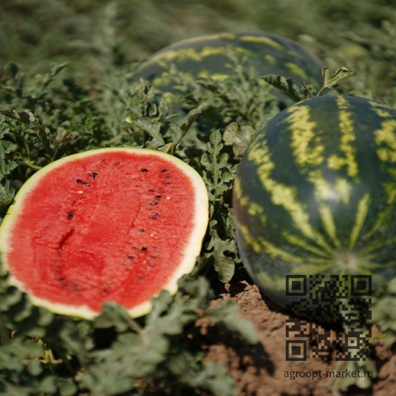 Шерхан_F1_семена_арбуза_Hazera_купить – фото 1