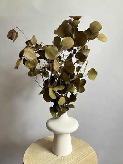 Эвкалипт Популус стабилизированный хаки