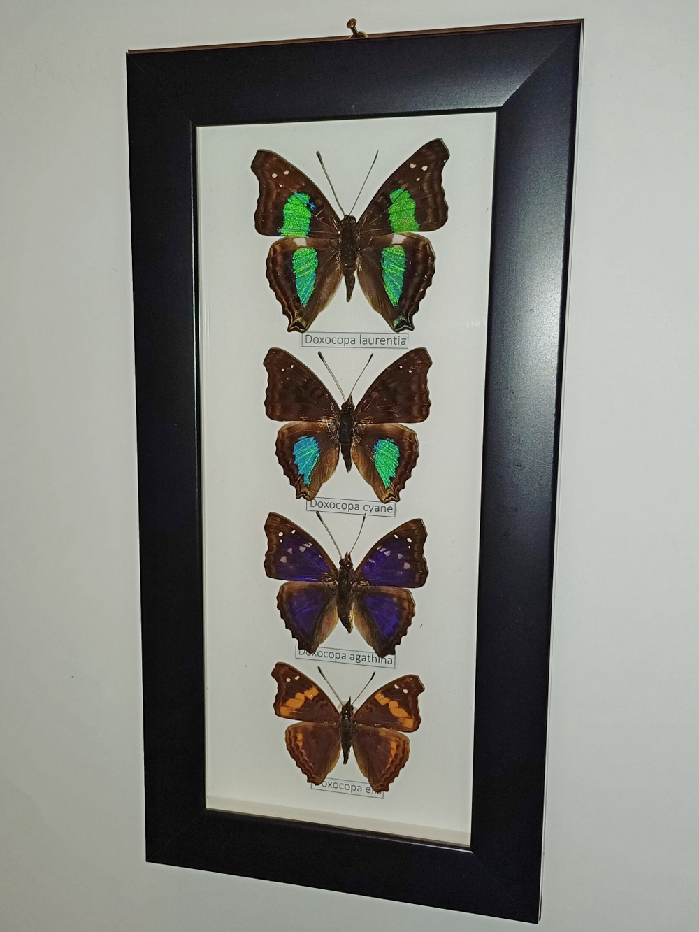 Бабочки Doxocopa в рамке