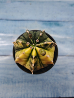 Gymnocalycium Variegata (Гимнокалициум Вариегатный)