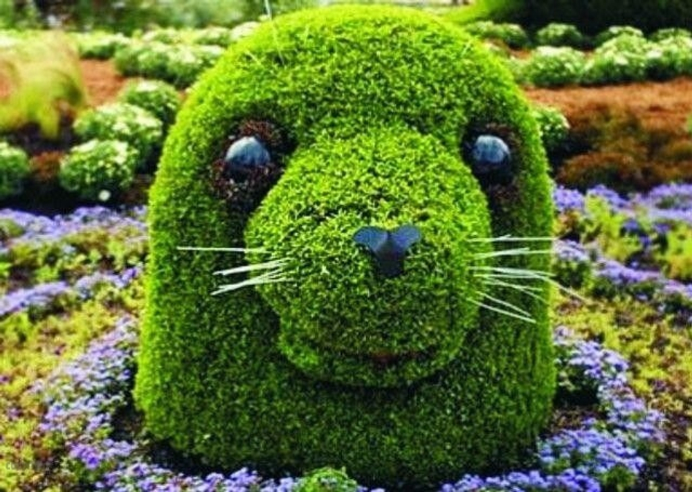 Топиарная фигура Голова тюленя