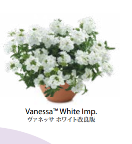 ЕВРО Вербена Verbena Vanessa White Imp укор черенок декабрь