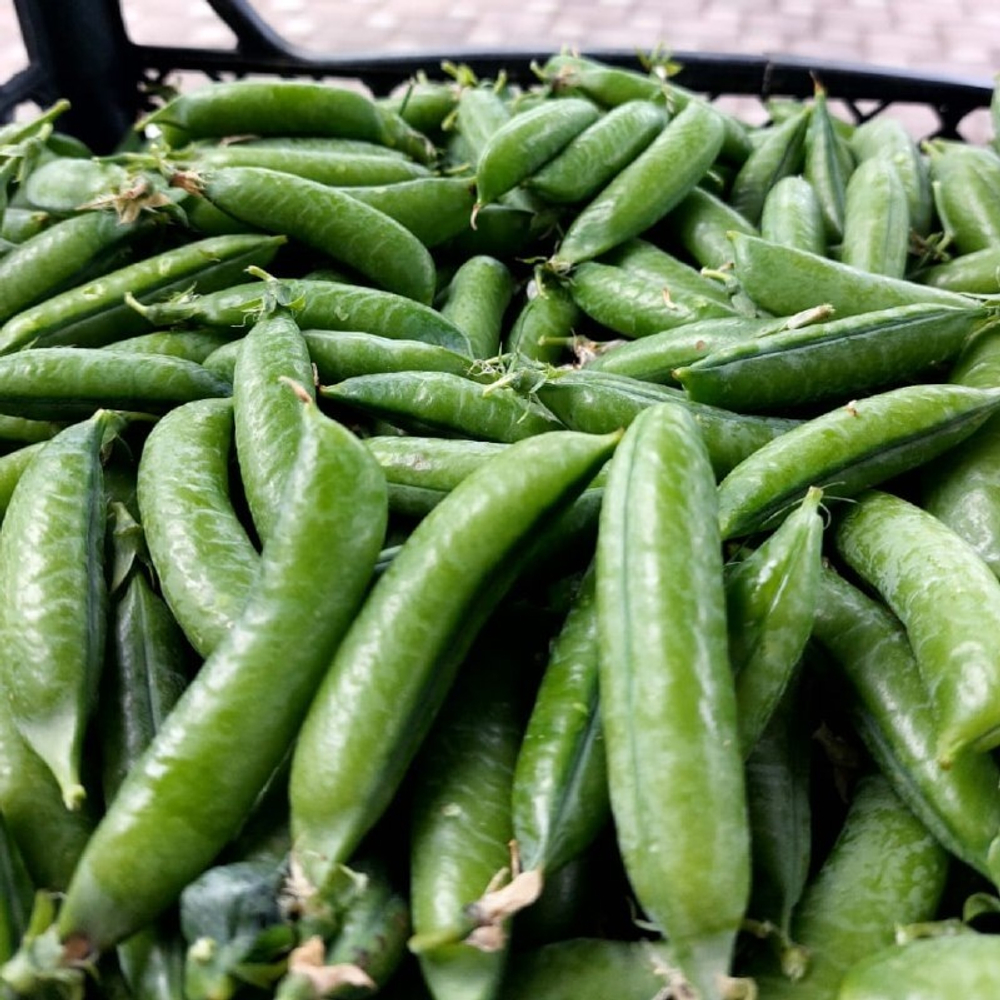 Горох Преладо овощной (50гр)  Витагрин Профи