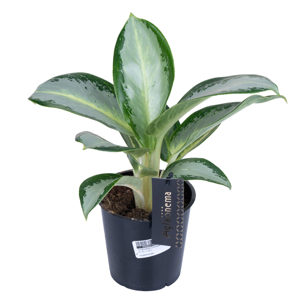 Аглаонема