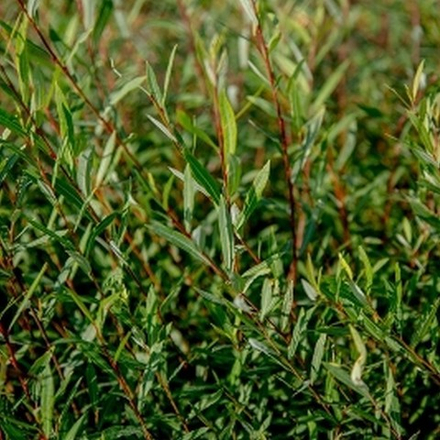 Ива красная Нана С2 50-80