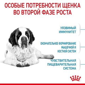 Корм для щенков очень крупных размеров с 8 месяцев, Royal Canin Giant Junior