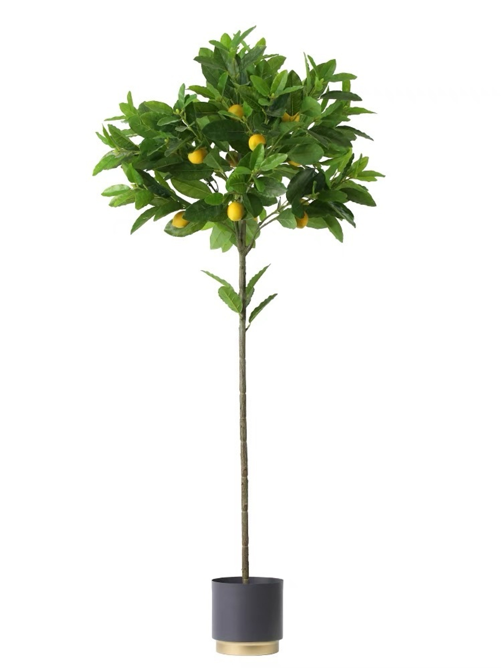 Лимонное дерево с плодами на штамбе 170 см