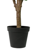 Фикус эластика зеленый 180 см.