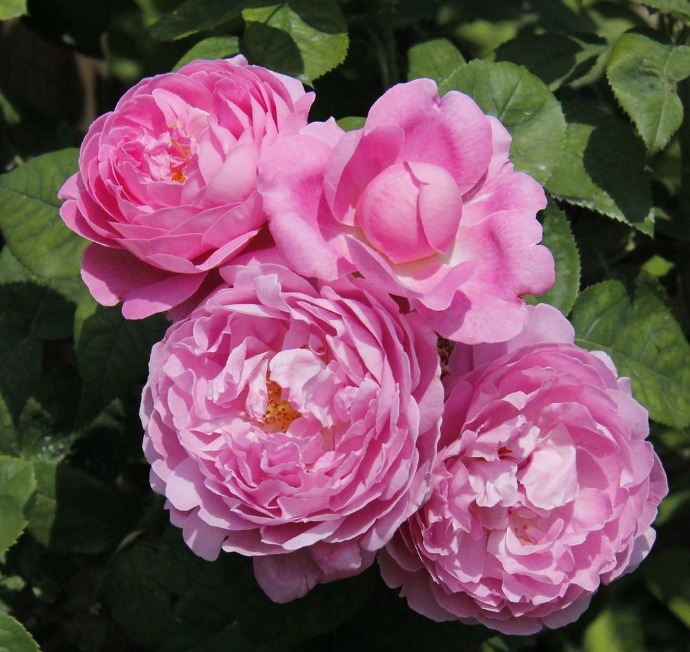 Мэри Роз (Mary Rose)