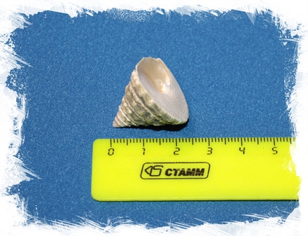 Тектус Фенестратус, 2-4см, 1шт