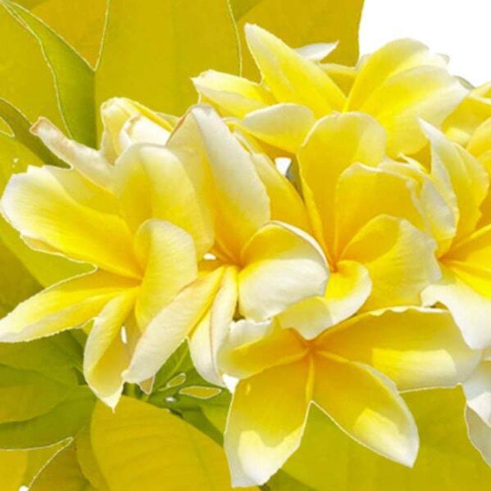 Плюмерия FANCY / GOLDEN PLUMERIA
