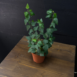 Хедера плющ комнатный